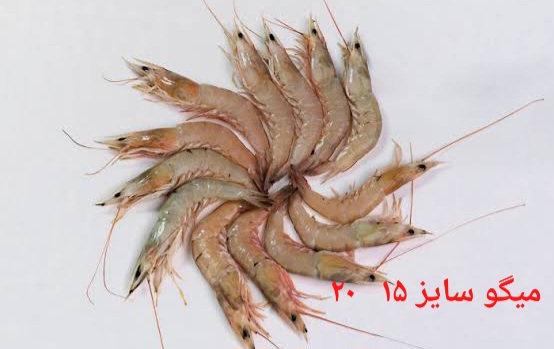 تصویر 1 از بهترین میگو سایز ۱۵ و ۲۰ صادراتی ایران + قیمت خرید عالی